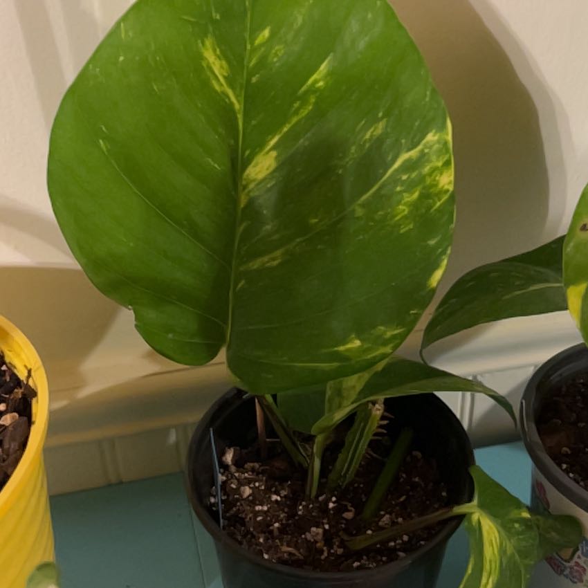 Photo of the plant species Giant Pothos by @RichSalad24 named Gobi on Greg, the plant care app