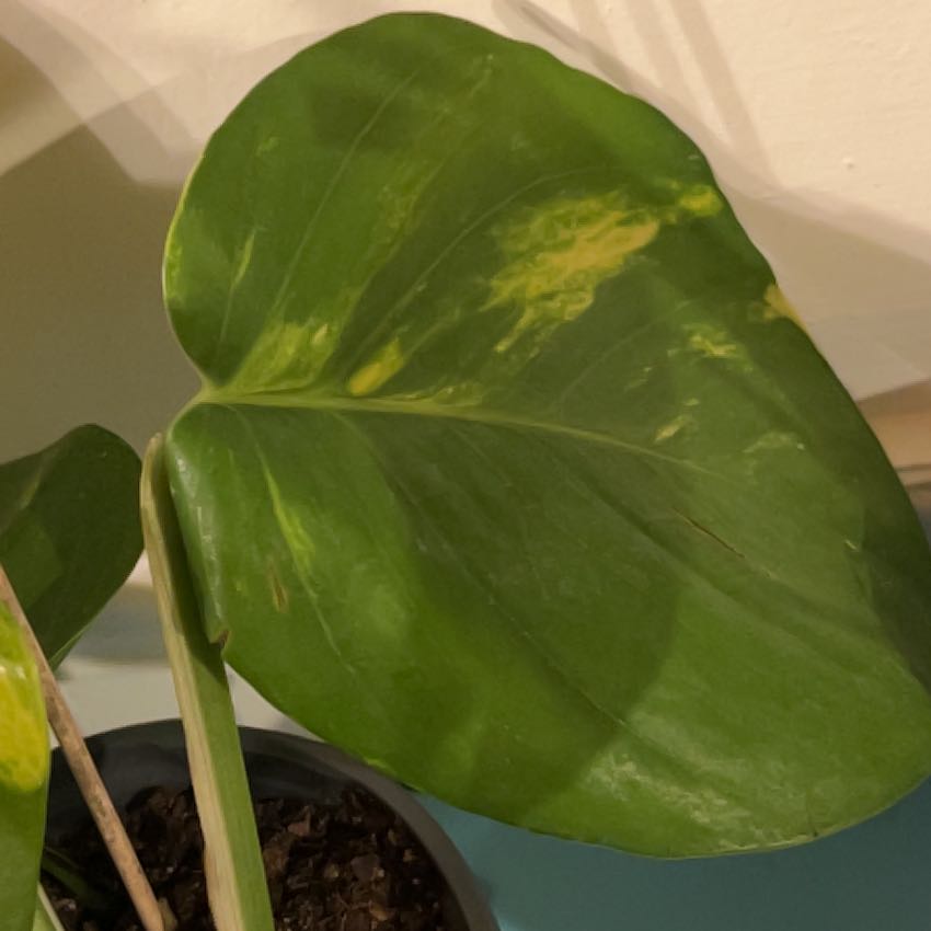 Photo of the plant species Giant Pothos by @RichSalad24 named Sir Plancelot on Greg, the plant care app