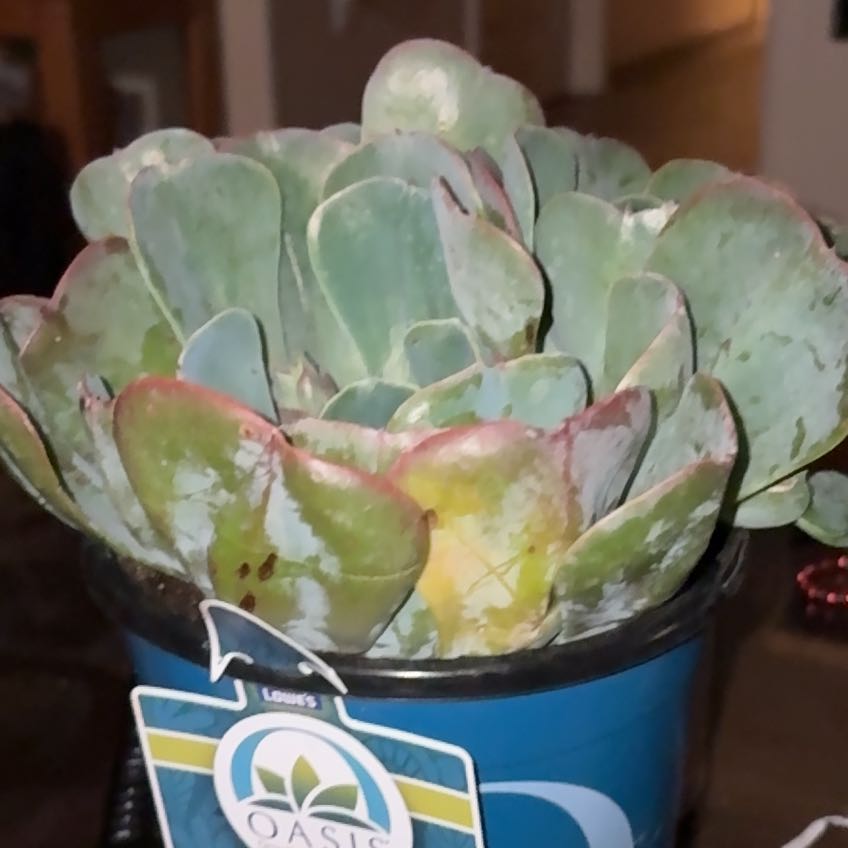 Photo of the plant species Echeveria 'Blue Sky' by @WinRedbush43 named Terra on Greg, the plant care app