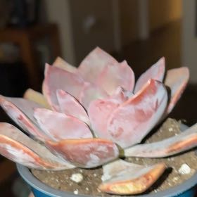 Photo of the plant species Graptoveria 'Jacaranda' by @WinRedbush43 named Mando on Greg, the plant care app