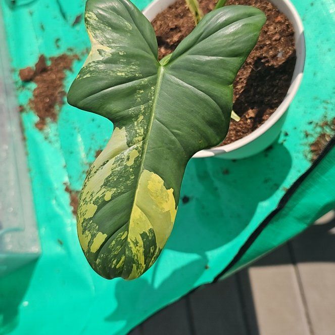 Photo of the plant species Variegated Horsehead Philodendron by @CuddlyBroom50 named Keanu Leaves on Greg, the plant care app
