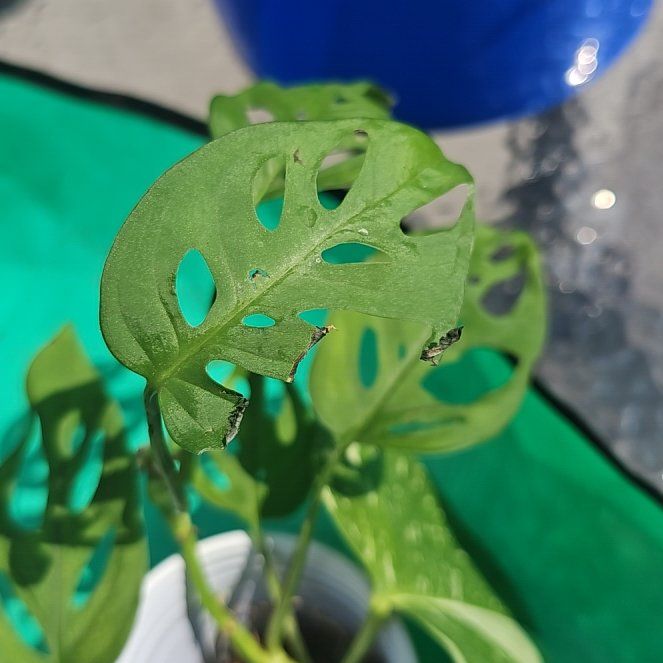 Photo of the plant species Swiss Cheese Plant by @CuddlyBroom50 named Tybalt on Greg, the plant care app
