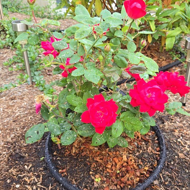 Photo of the plant species Double knock out rose by @WillFord13 named Tree Diddy on Greg, the plant care app