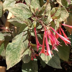 Photo of the plant species Bolivian Fuchsia by @JocoseMango1 named Bodhi on Greg, the plant care app