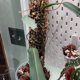 Photo of the plant species Philodendron bicolor by @JocoseMango1 named James Dean on Greg, the plant care app