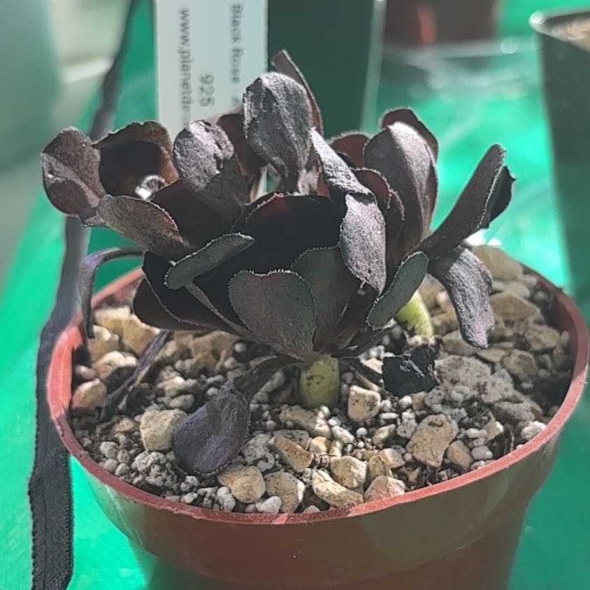 Photo of the plant species Black Rose by @AceDodder51 named LiloStitch on Greg, the plant care app