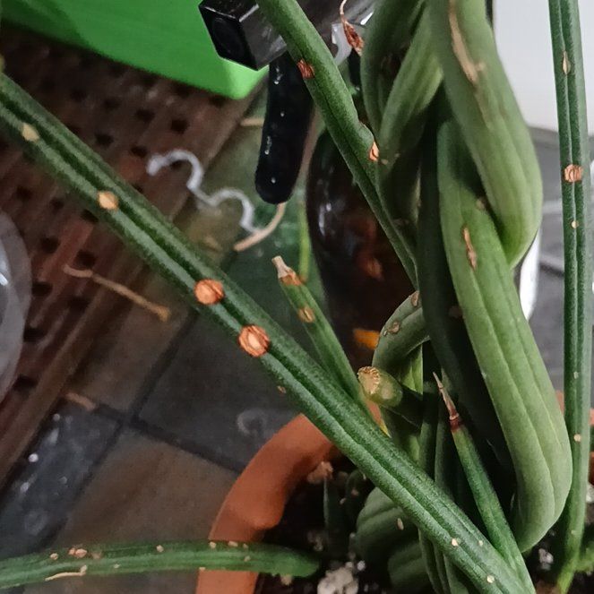 Photo of the plant species Whisk Fern by @GenerousBagpod named Girlfrond on Greg, the plant care app