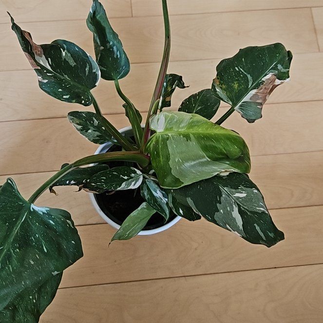 Photo of the plant species White Wizard by @NiceBogarum7 named Bodhi on Greg, the plant care app