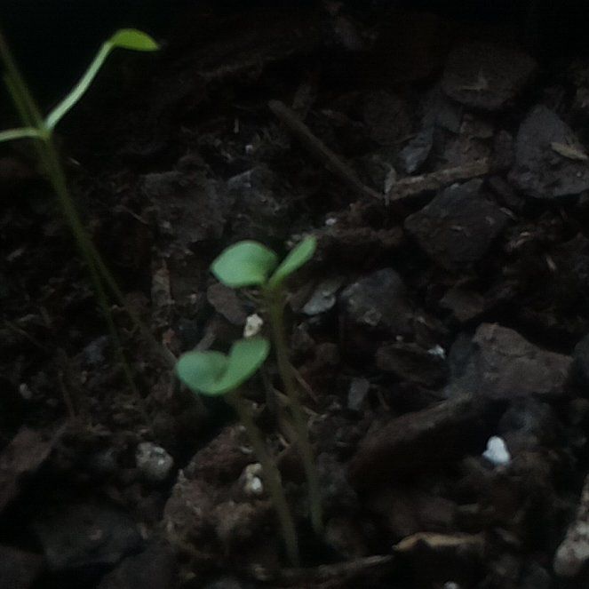 Photo of the plant species Basil by @BestSuriana90 named Wall-E on Greg, the plant care app