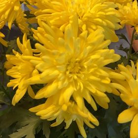 Photo of the plant species Coneflower by @SincereBoxholly named Einstein on Greg, the plant care app