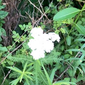Photo of the plant species Yarrow by @SincereBoxholly named Wall-E on Greg, the plant care app