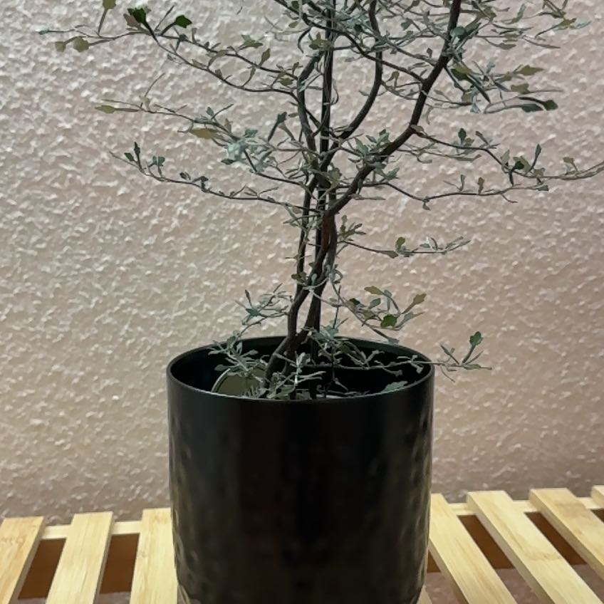 Photo of the plant species Wire Nettingbush by @Becca7623 named Peter Parker on Greg, the plant care app