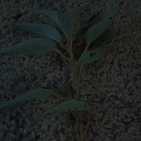 Photo of the plant species Capitate Croton by @PrimeSquash55 named Sonora on Greg, the plant care app
