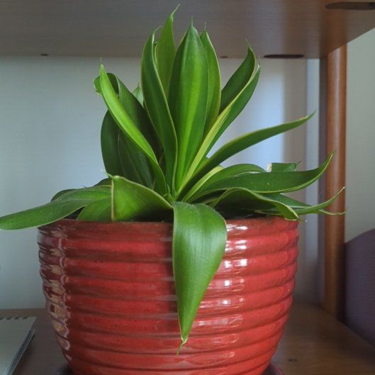 Photo of the plant species Birdsnest by @BustlingSalsa73 named Queen on Greg, the plant care app
