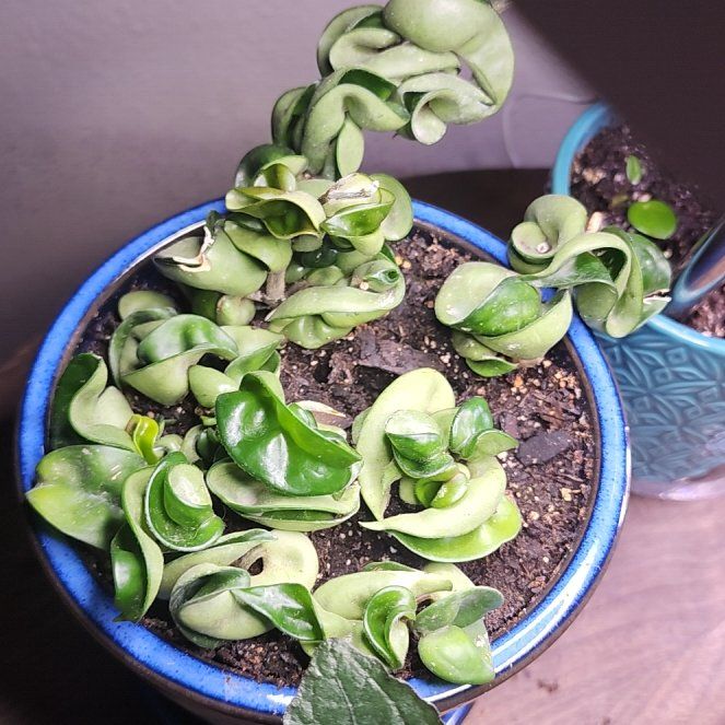 Photo of the plant species Hindu Rope Plant 'Regalis' by @AceCrassula57 named Marley on Greg, the plant care app