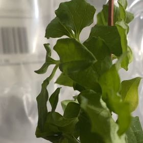 Plant care for Blue Flax.lily on Greg, the plant care app