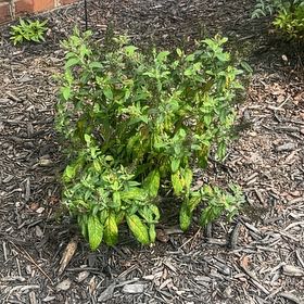 Photo of the plant species Butterfly Bush by @GemKingfern15 named Marley on Greg, the plant care app