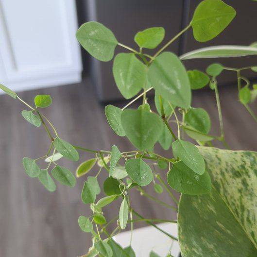 Photo of the plant species Grassleaf Spurge by @PondViewMama named Bodhi on Greg, the plant care app
