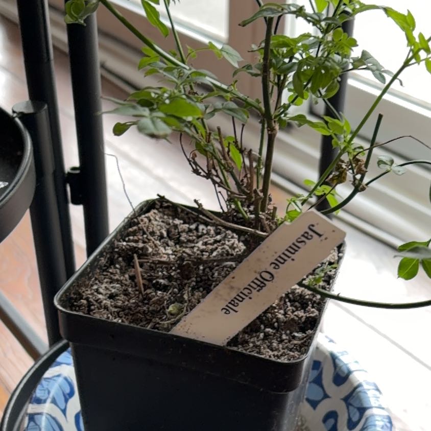 Photo of the plant species White Jasmine by @ElderHoyajade57 named Jasmin on Greg, the plant care app