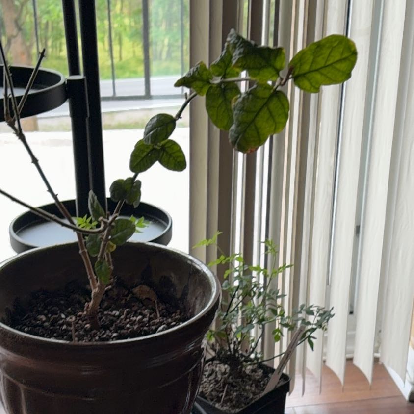 Photo of the plant species Jasmine Mysore Mulli by @ElderHoyajade57 named Bianca - white on Greg, the plant care app