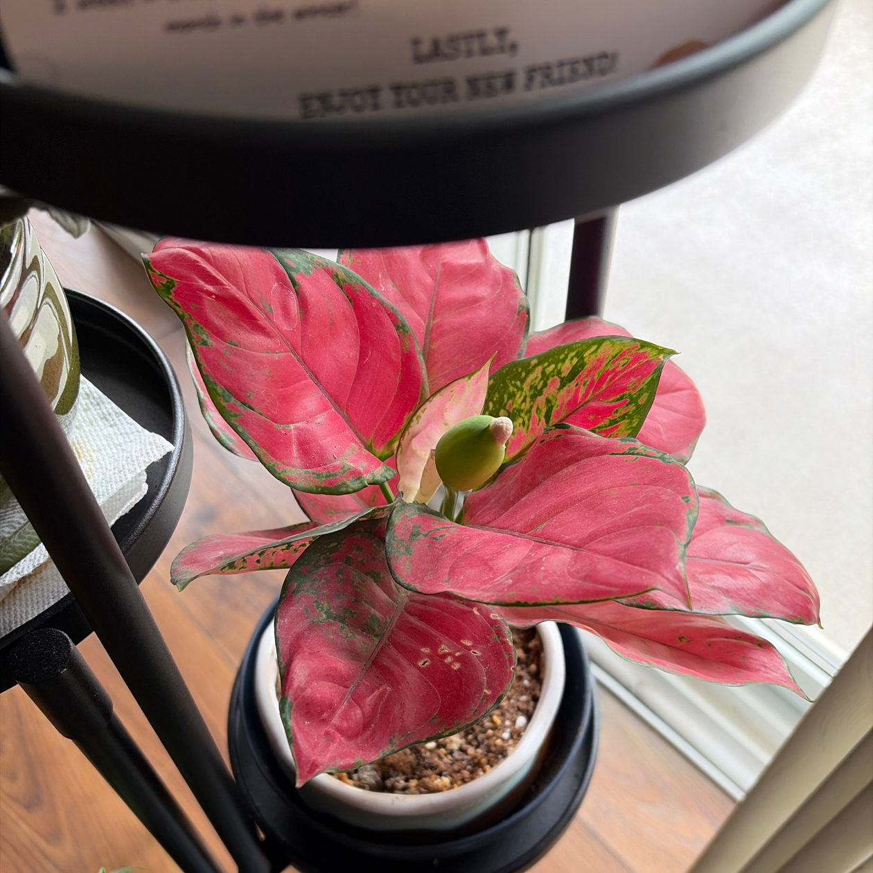 Photo of the plant species Chinese Evergreen by @ElderHoyajade57 named Xiao Mei - little beauty on Greg, the plant care app