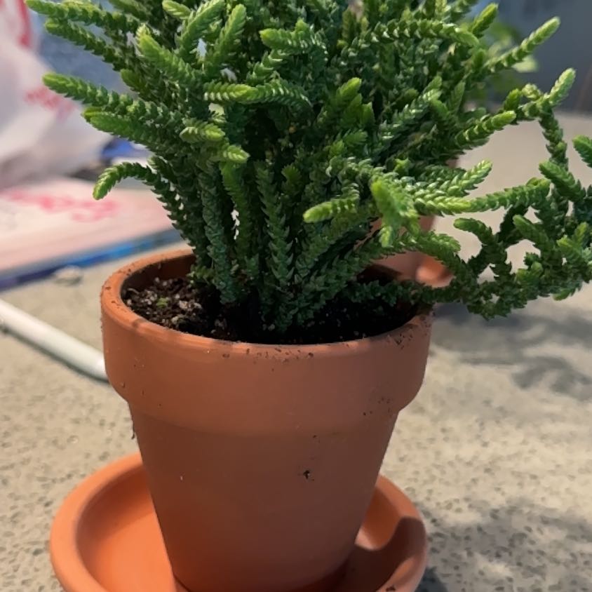 Photo of the plant species Princess Pine by @EnergeticLippia named Miley on Greg, the plant care app