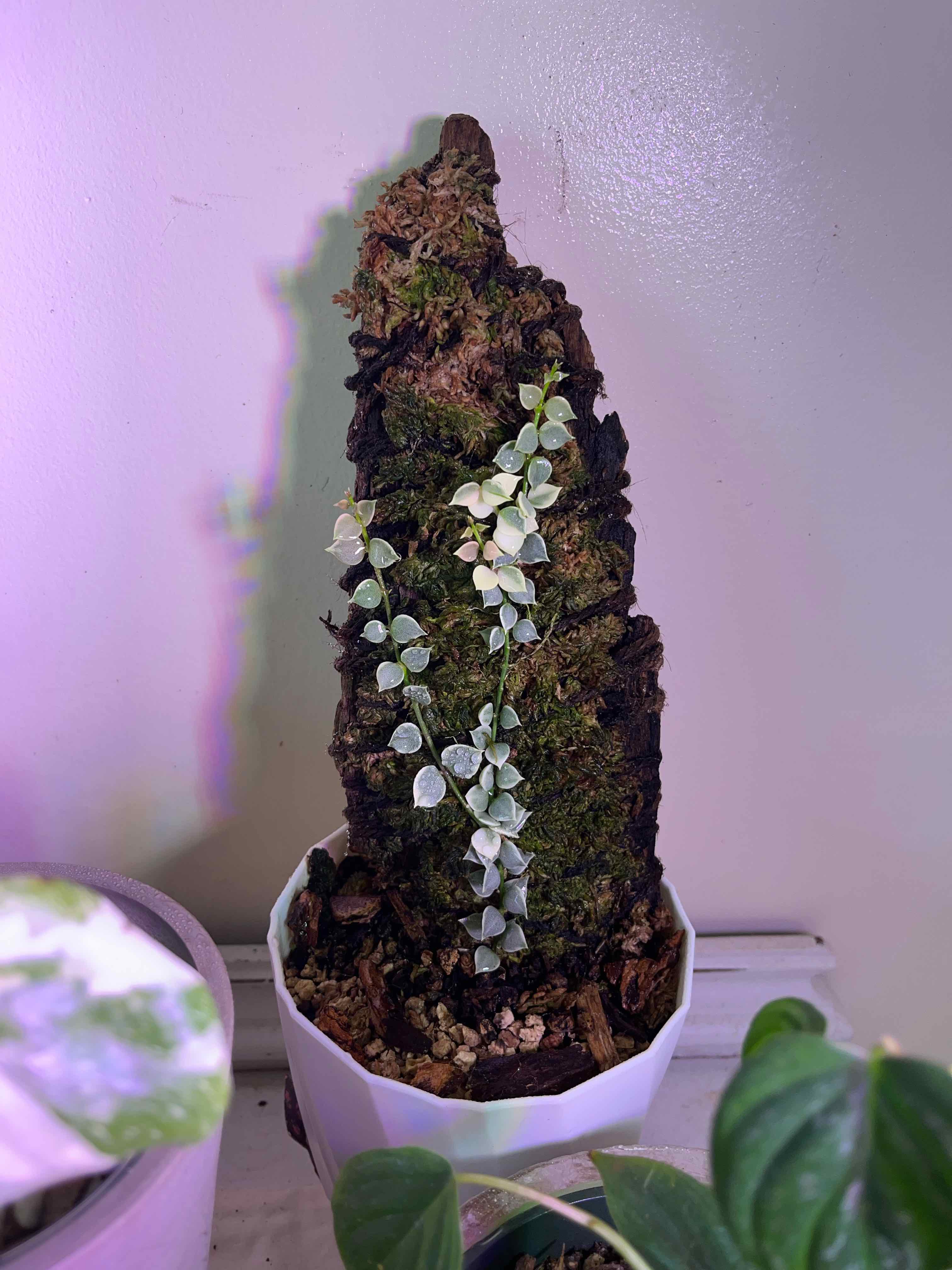 Million Hearts Dischidia plant growing on moss-covered support, healthy with no visible issues.