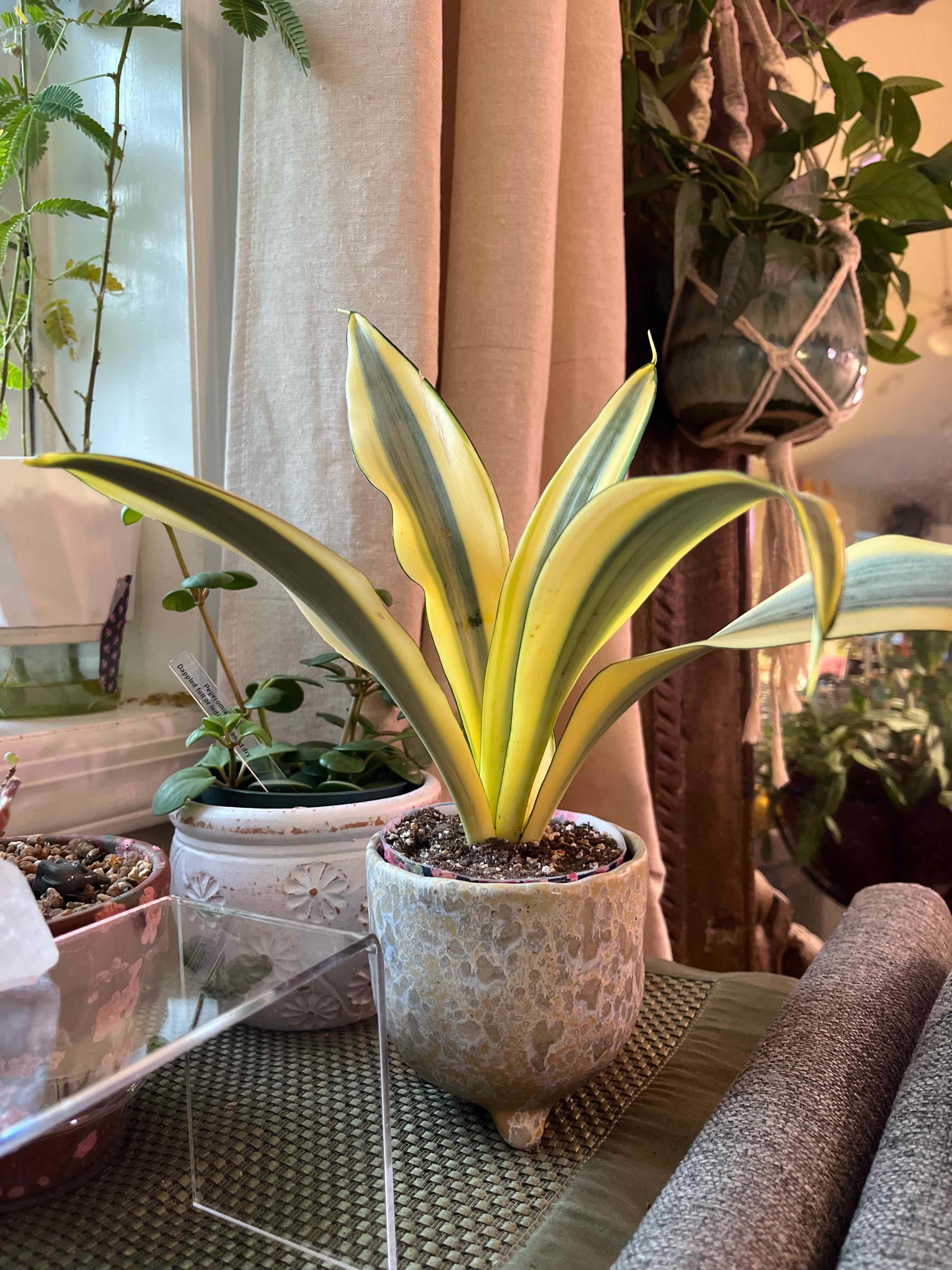 Photo of the plant species Ghost Snake Plant by @Hypsie named Winston on Greg, the plant care app