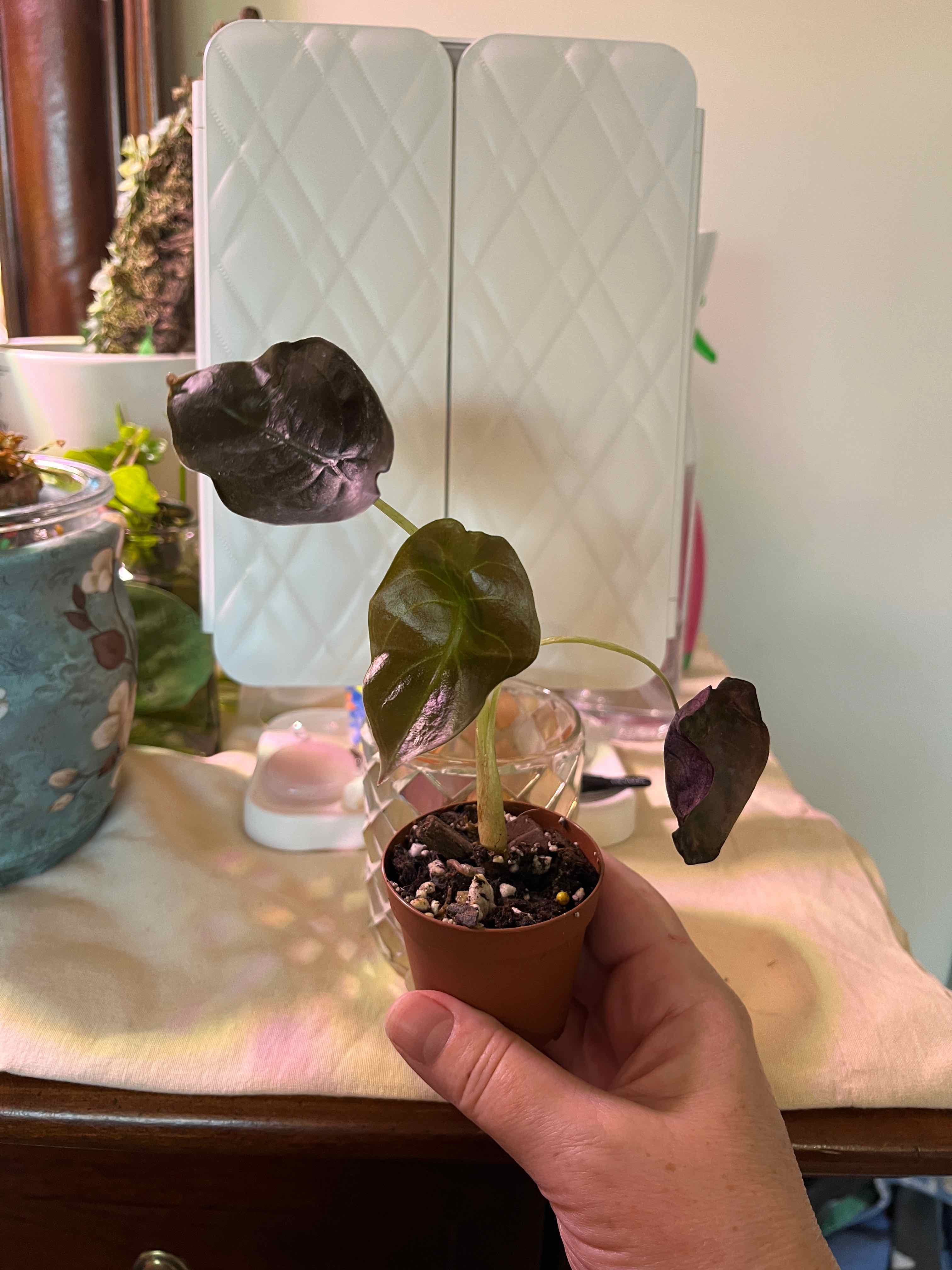 A small potted Alocasia Ninja plant with dark green leaves, held by a hand.