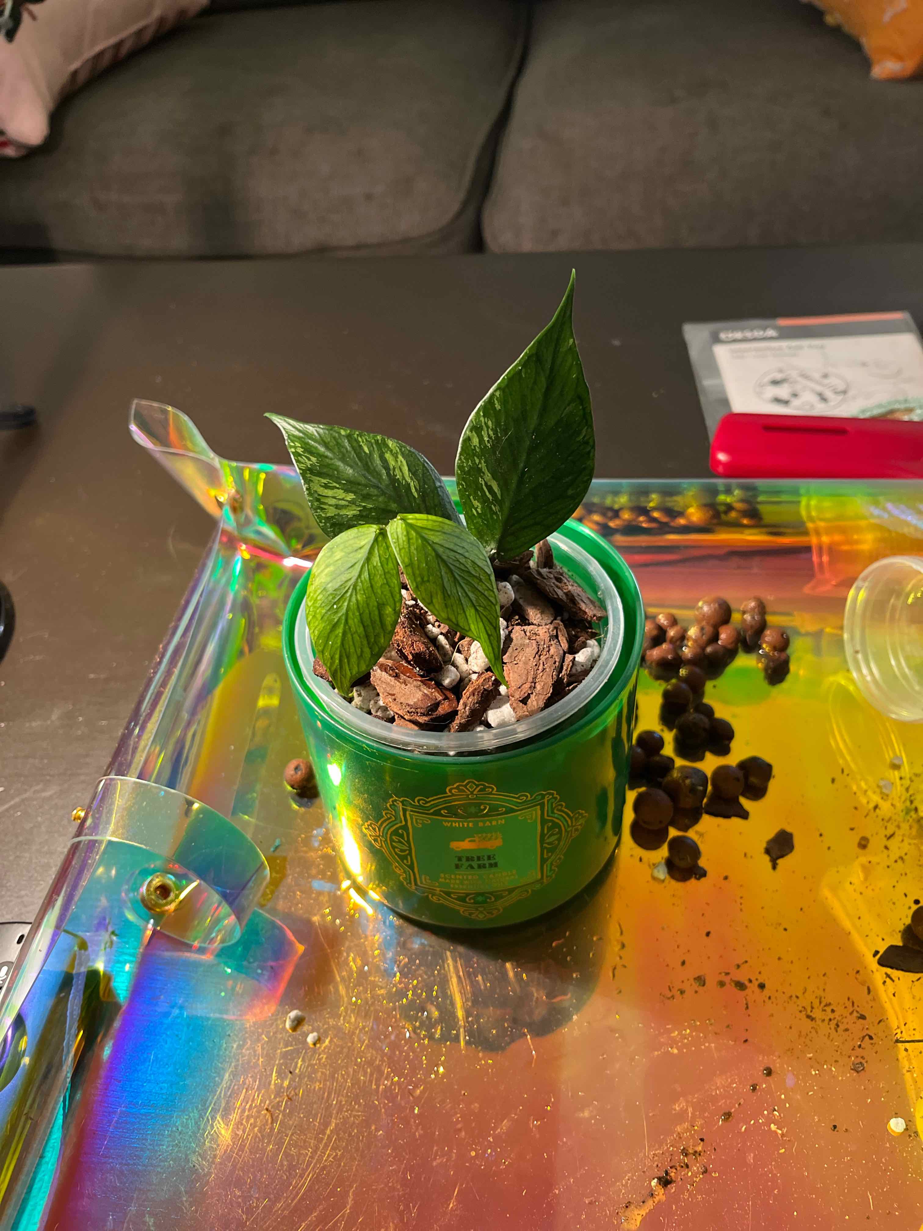 A healthy Fishtail Hoya plant in a small pot on a colorful surface.
