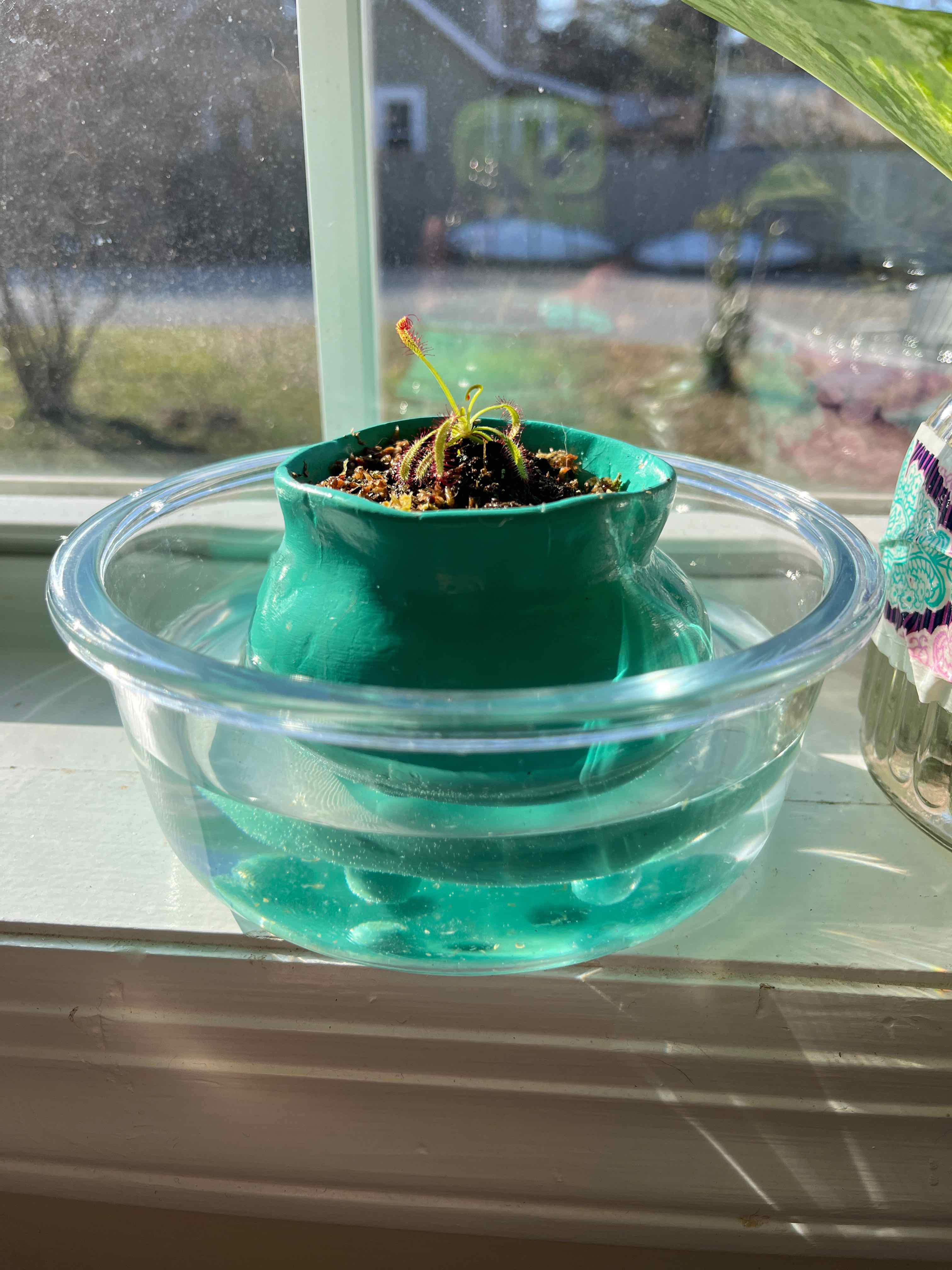 Cape Sundew plant in a green pot inside a glass bowl with water, placed near a sunny window.