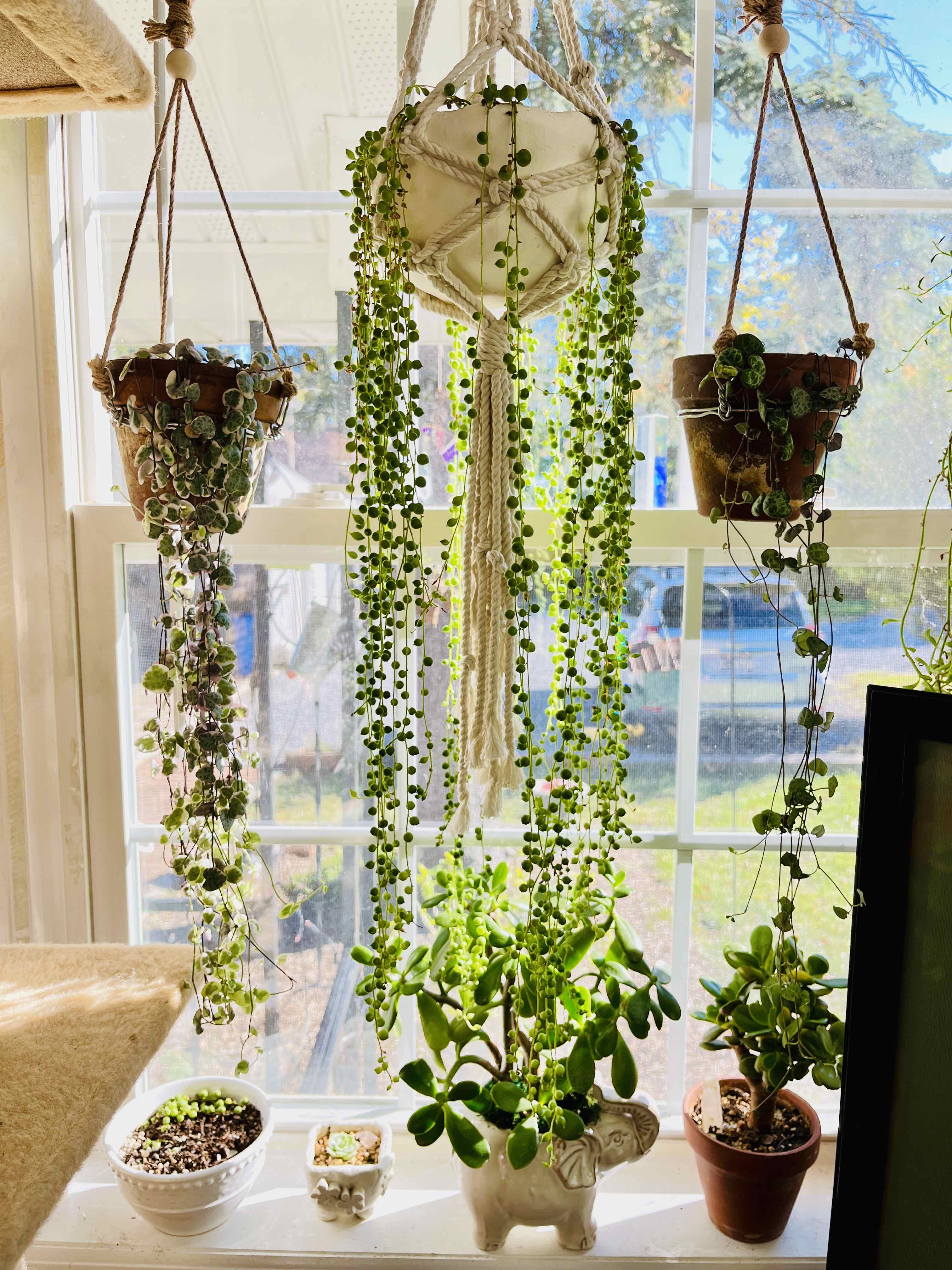 String of Pearls plant photo by @Hypsie named Give Peas A Chance ☮️ on Greg, the plant care app.