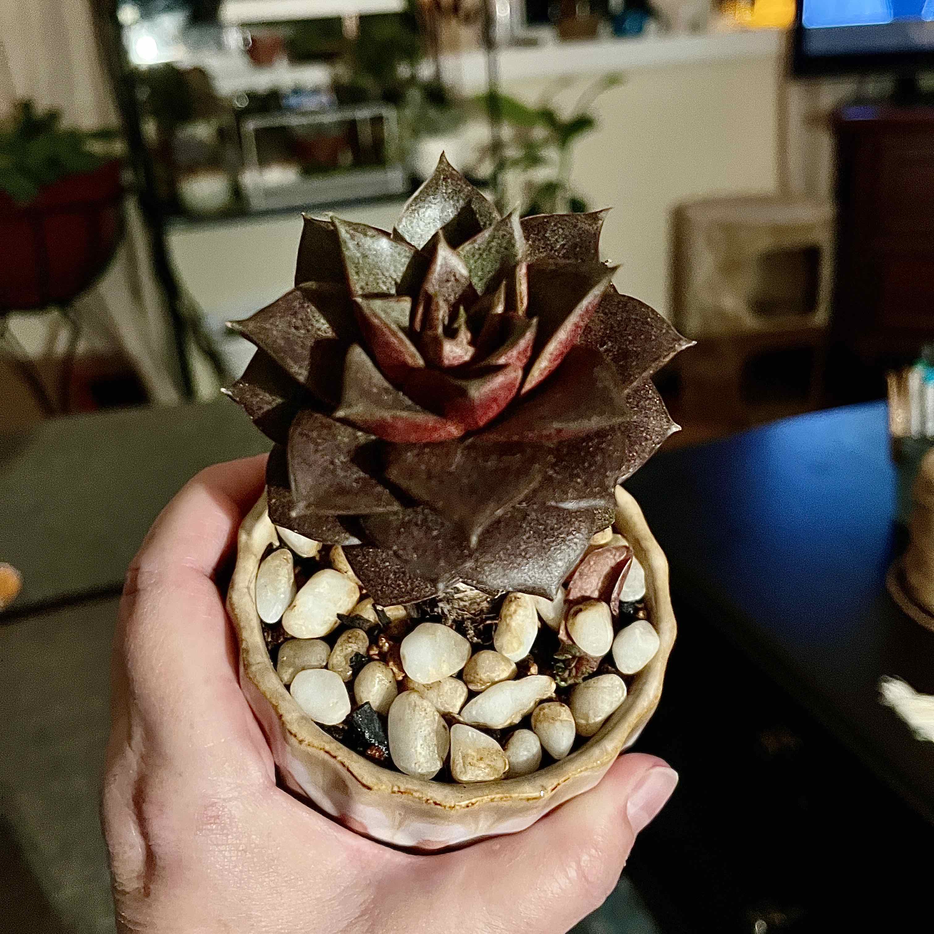 Echeveria purpusiorum plant photo by @Hypsie named 2 Beyoncé on Greg, the plant care app.