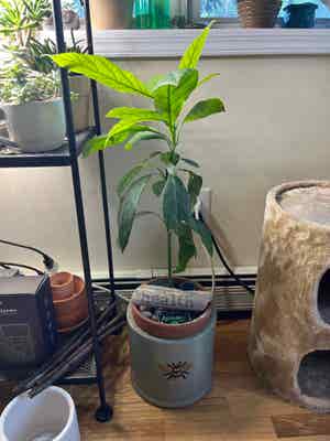 Avocado plant photo by @Hypsie named 2 I Am Groot on Greg, the plant care app.