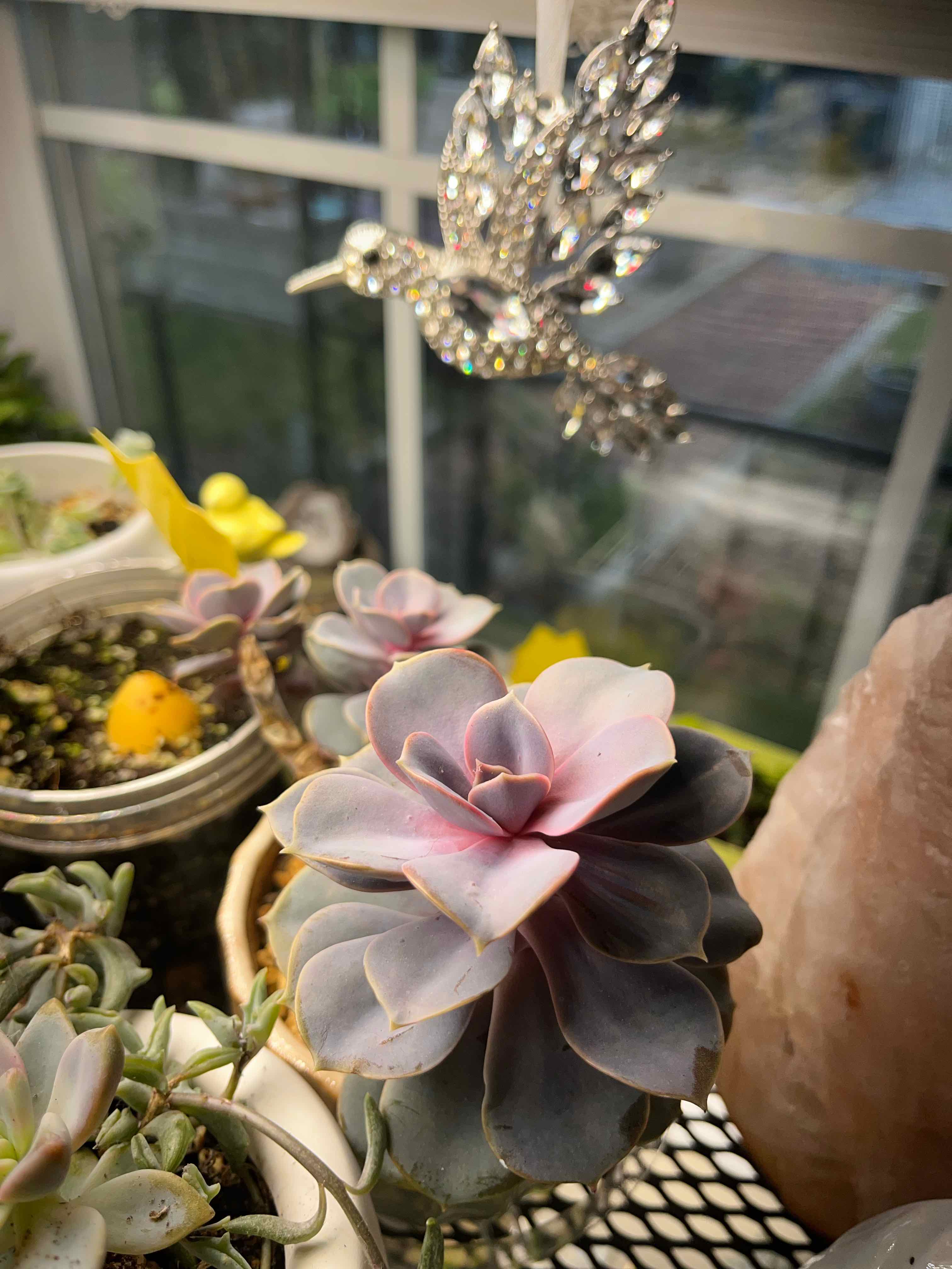 Echeveria 'Perle von Nurnberg' plant photo by @Hypsie named 1.Lulu Repotted 3/7/22 on Greg, the plant care app.