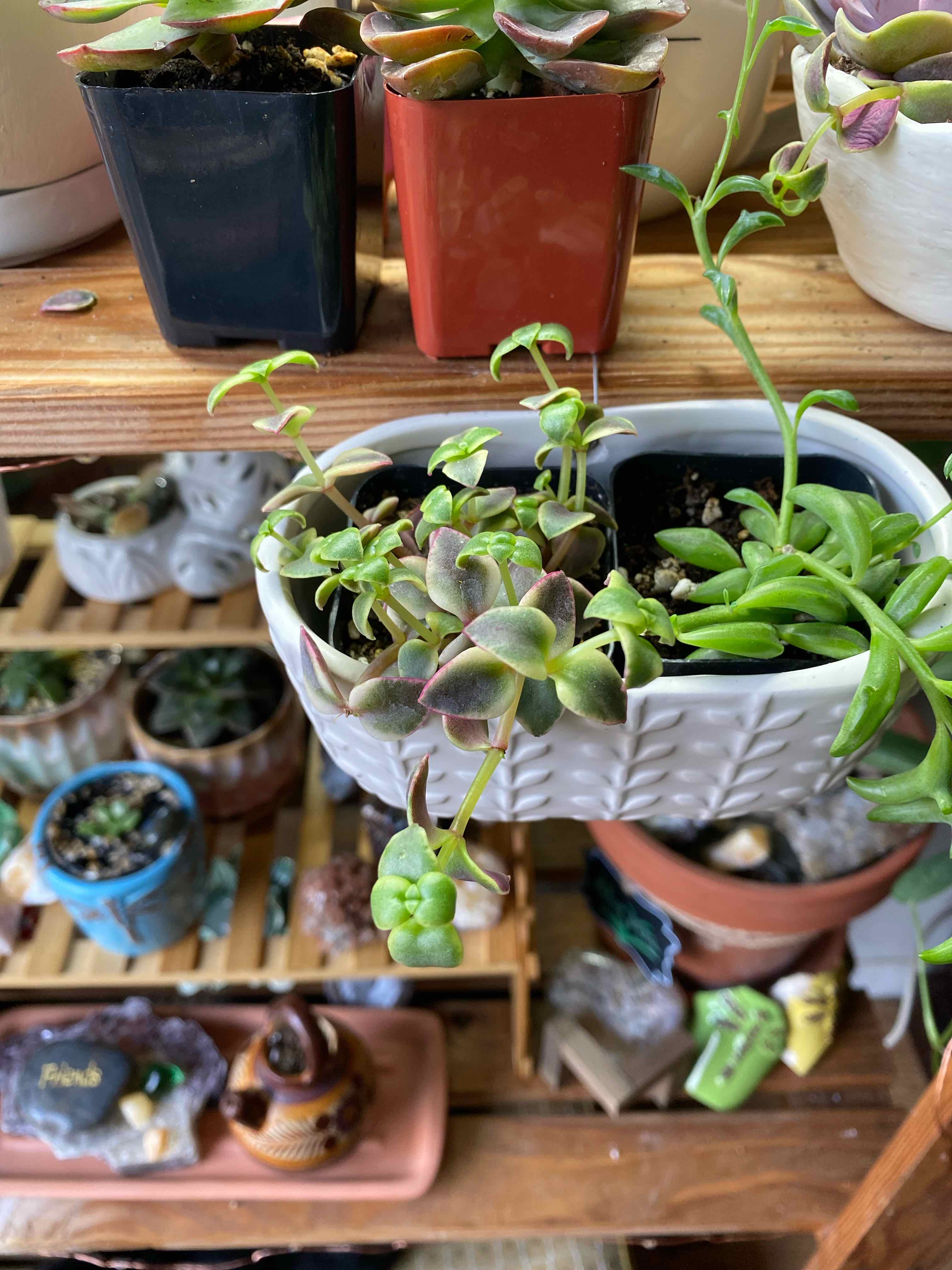Variegated succulent plant, likely Calico Kitten, in a white pot on a wooden shelf with other plants.