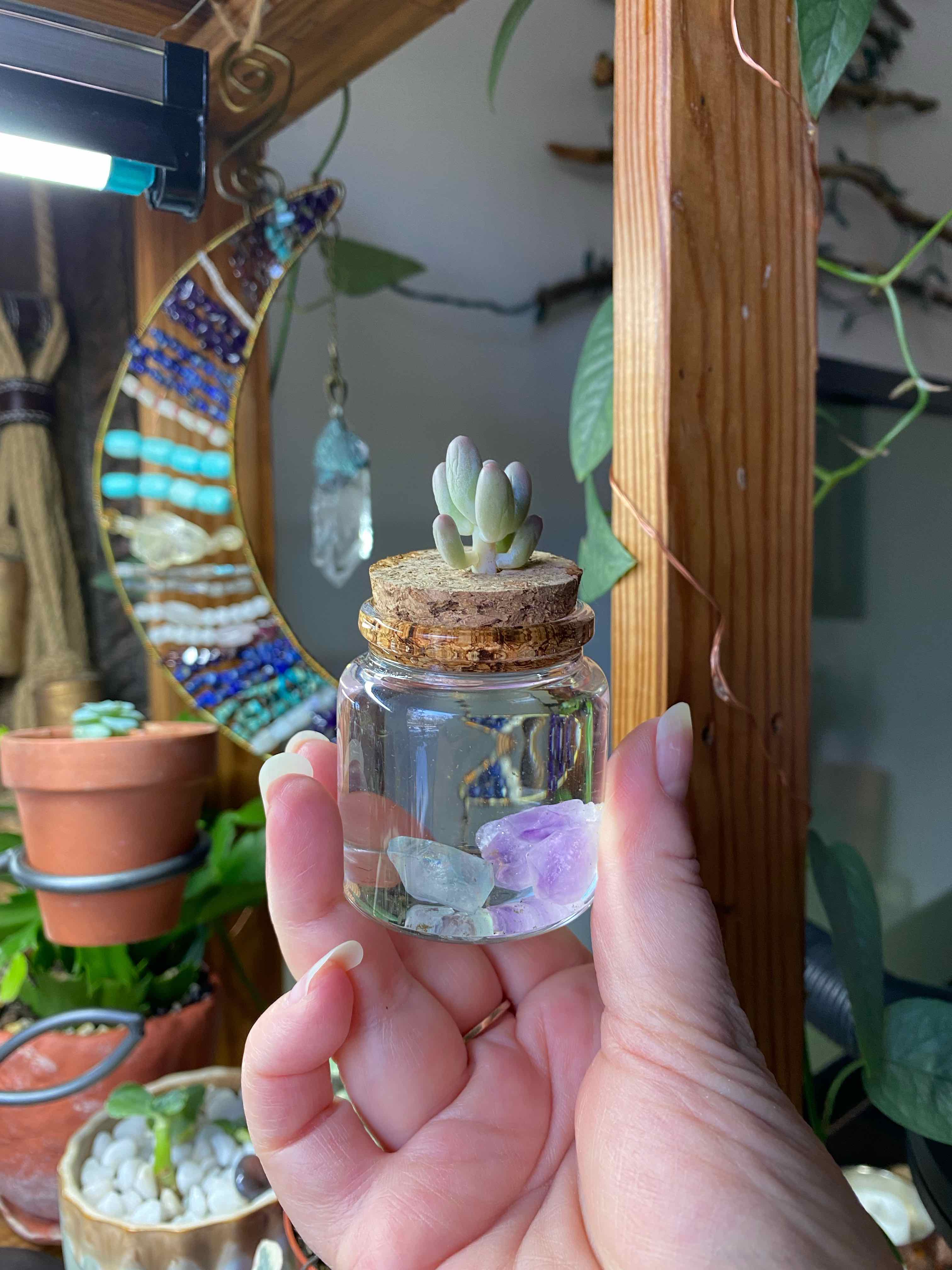 Pachyphytum Baby Finger plant in a glass container held by a hand, with other plants and decorations in the background.