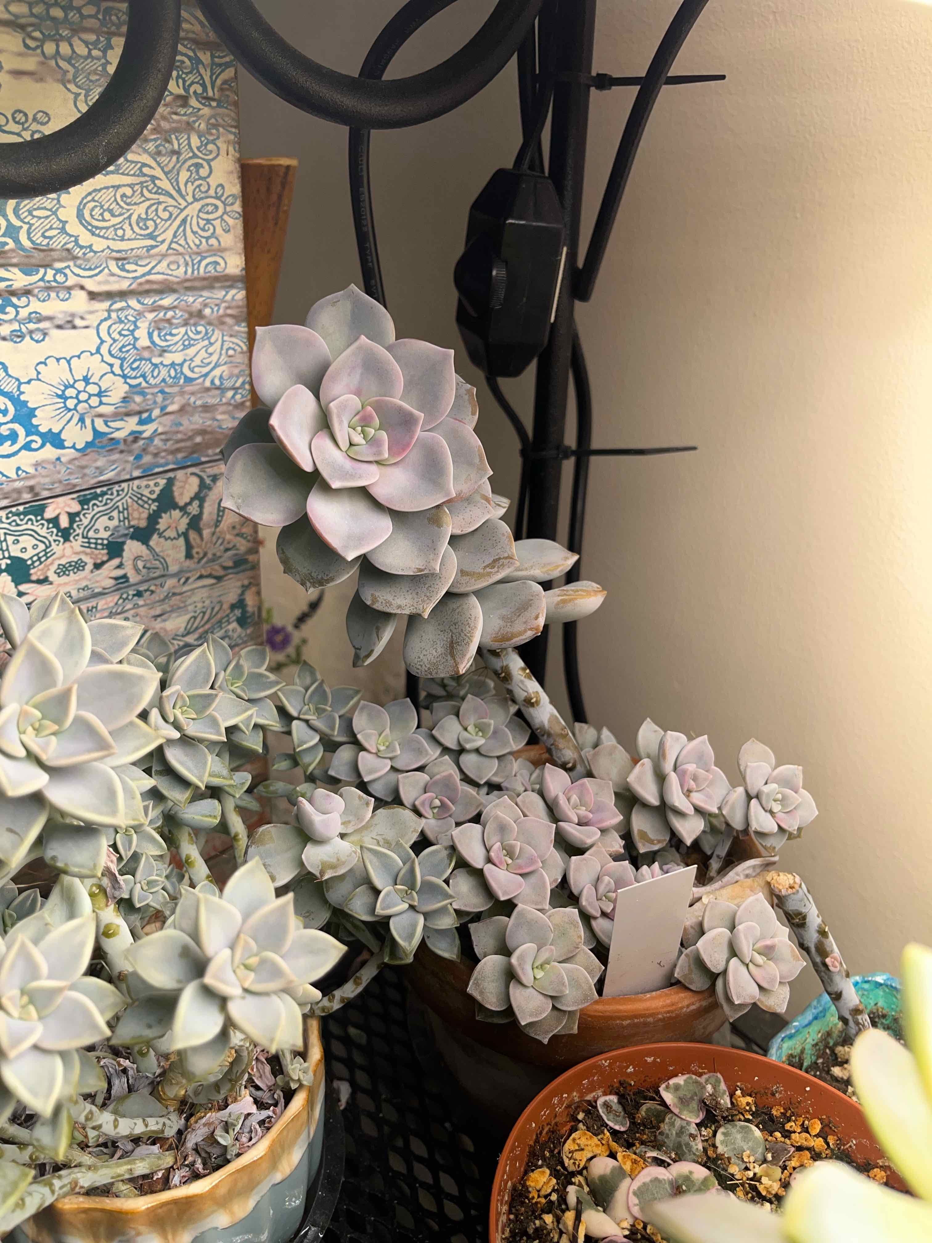 Cluster of healthy Graptopetalum 'Purple Delight' succulents with visible soil.