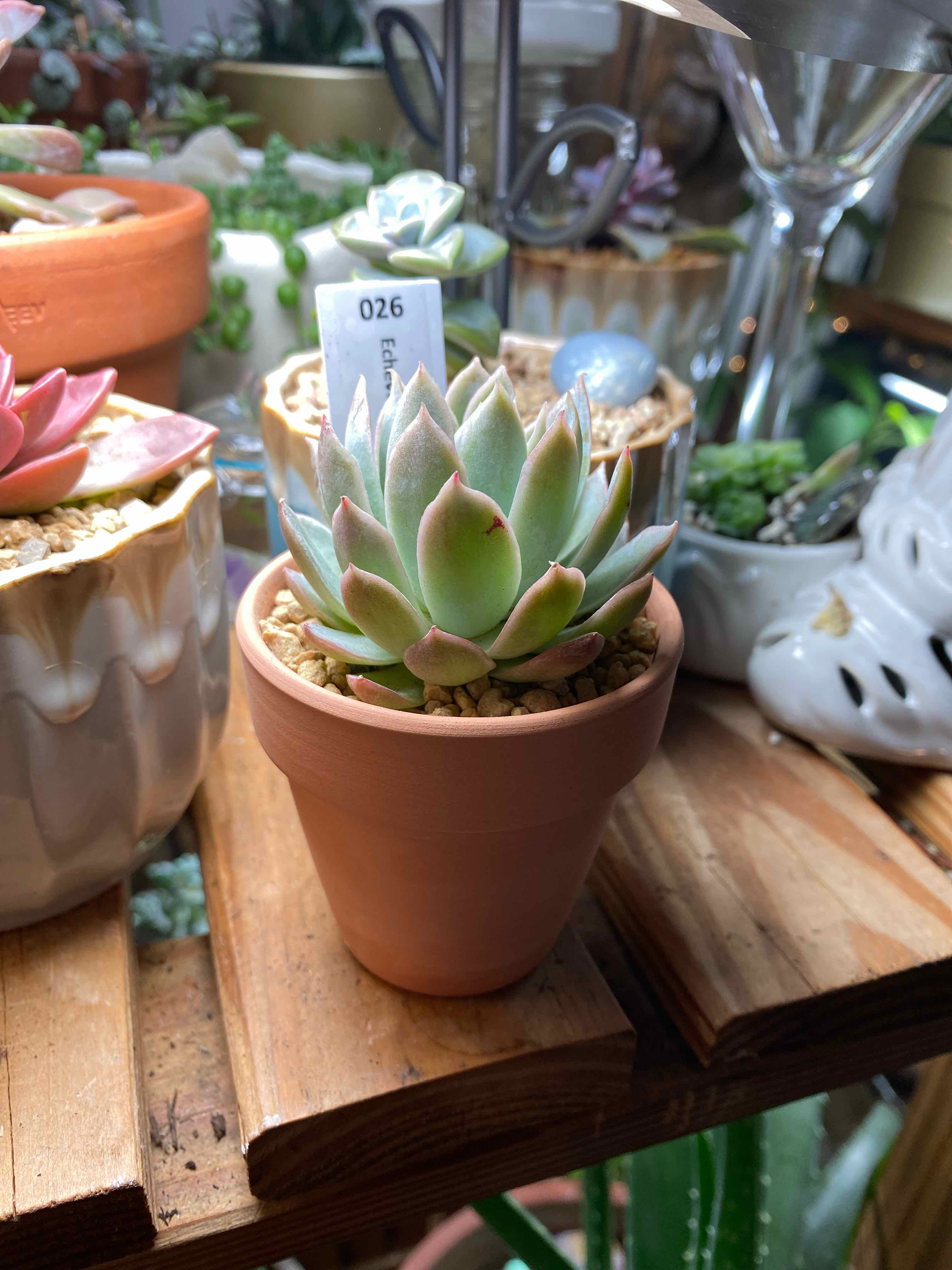 Healthy Violet Queen Hens and Chicks succulent in a terracotta pot with visible soil.