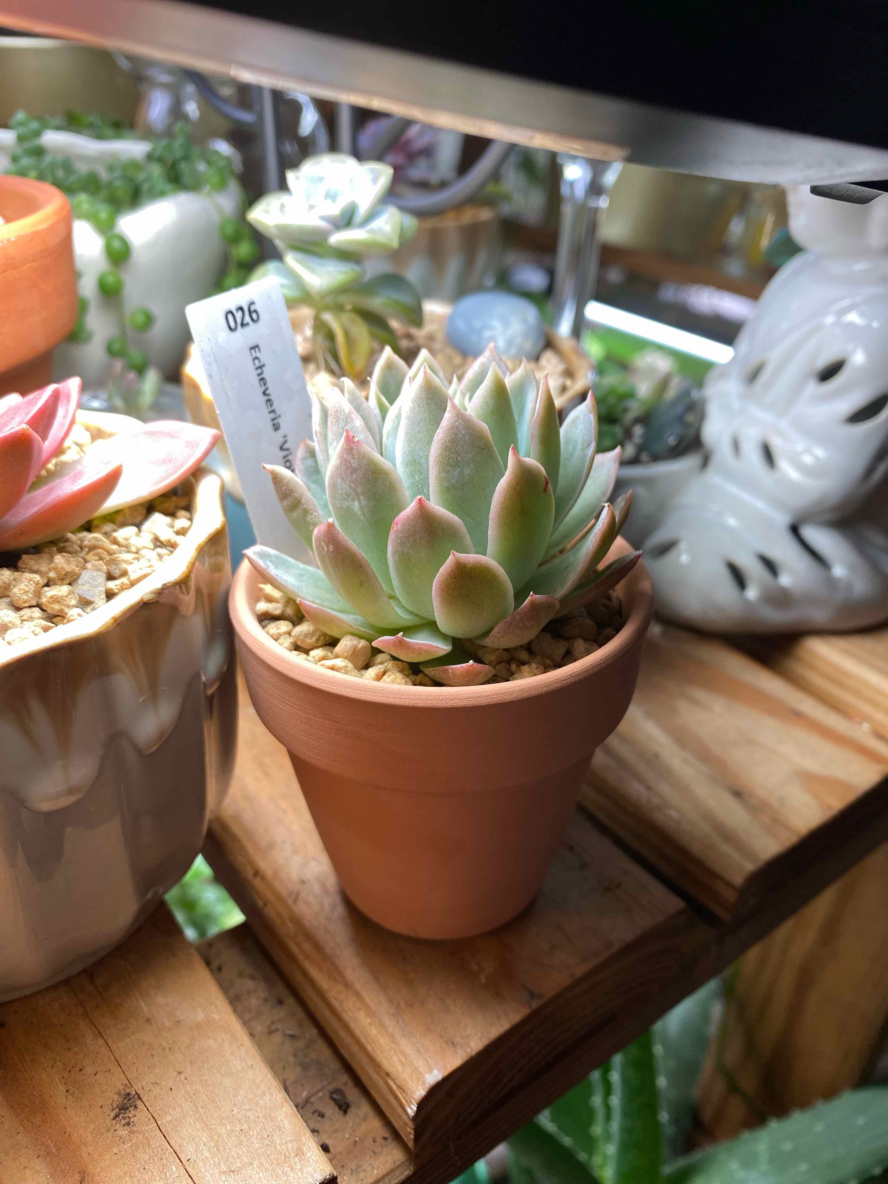 Violet Queen Hens and Chicks succulent in a terracotta pot, healthy and well-framed.