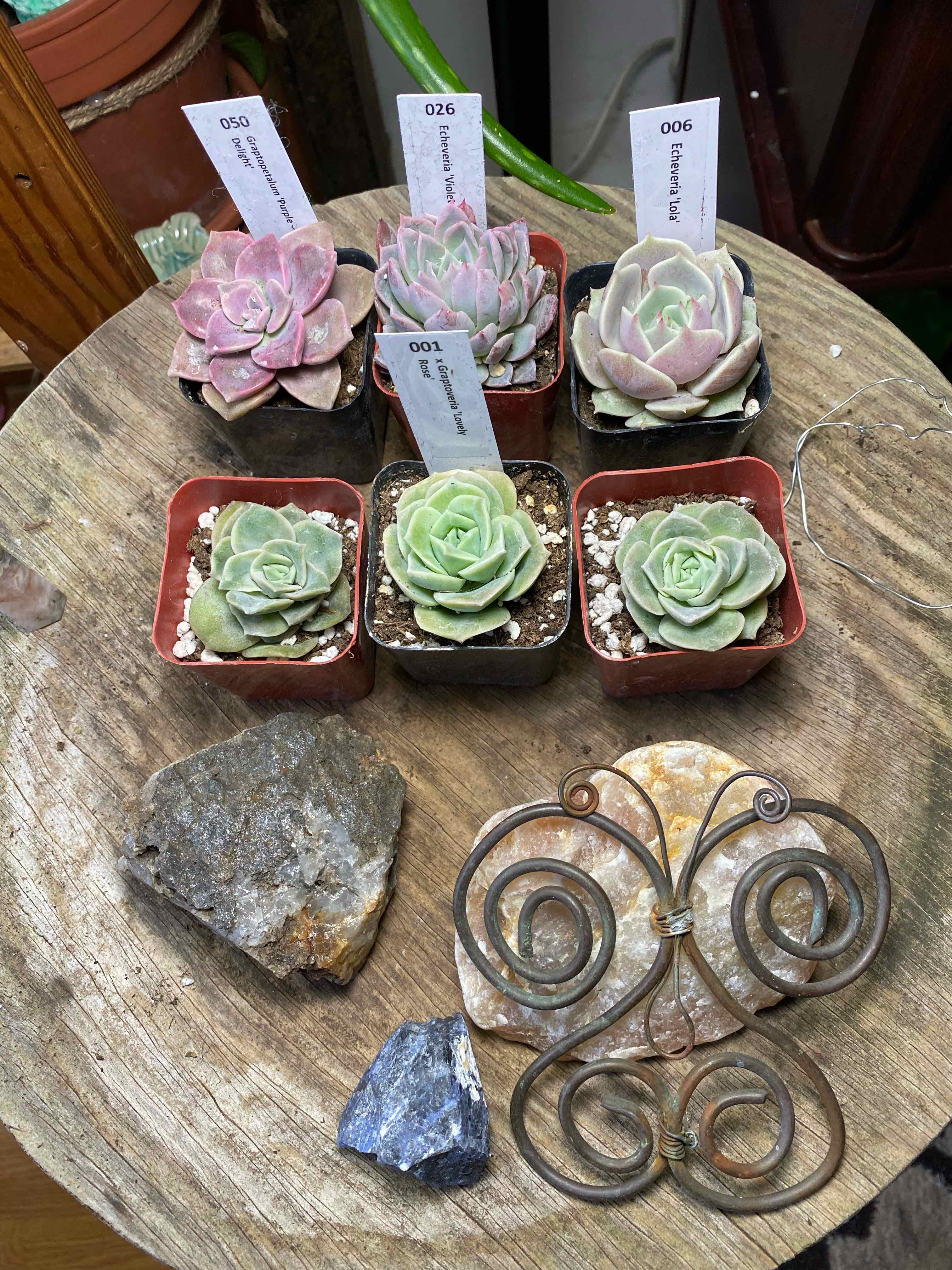 Several healthy Graptoveria 'Lovely Rose' succulents on a wooden surface with visible soil.