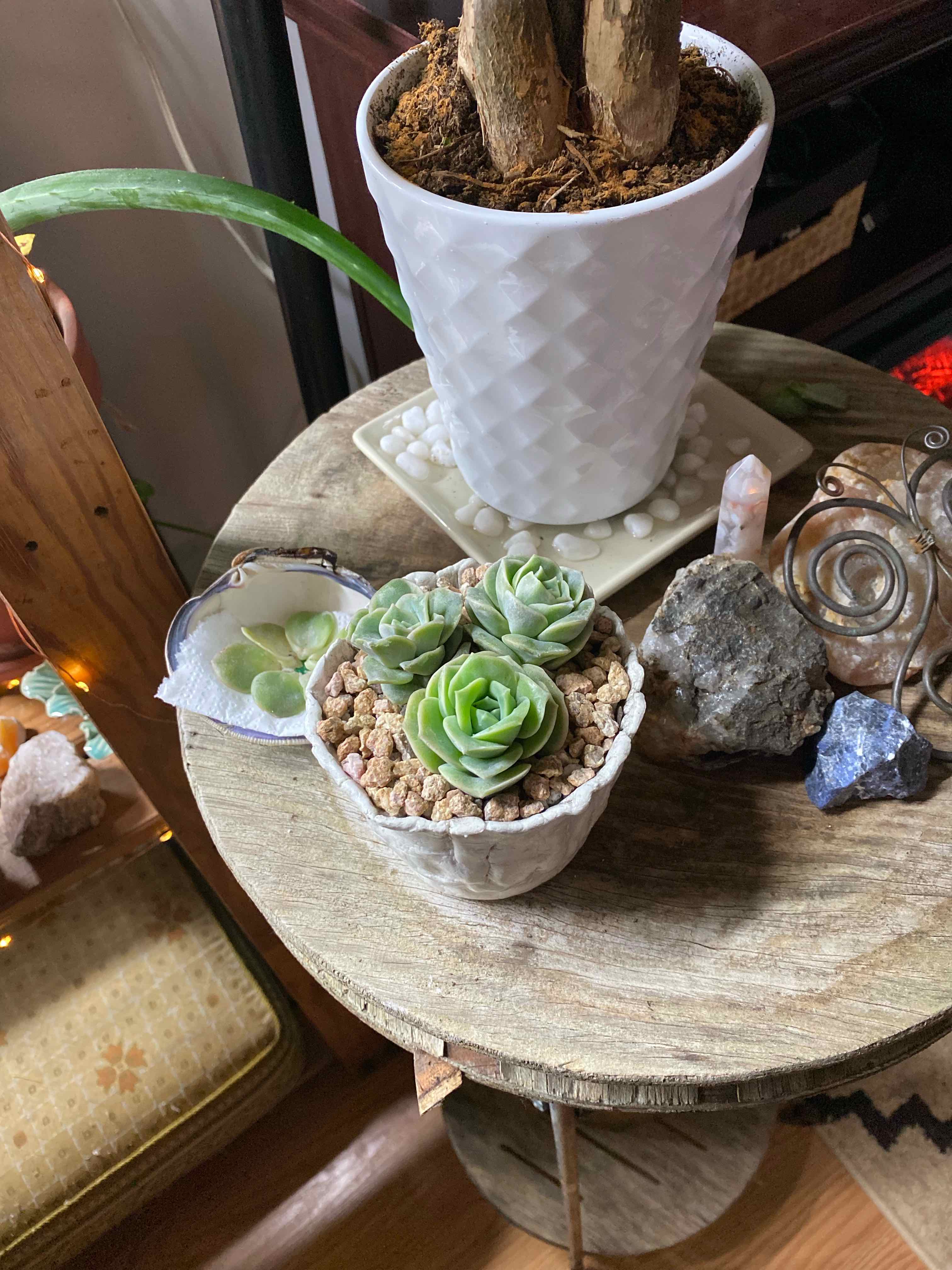 Graptoveria 'Lovely Rose' succulent in a white pot on a wooden table.