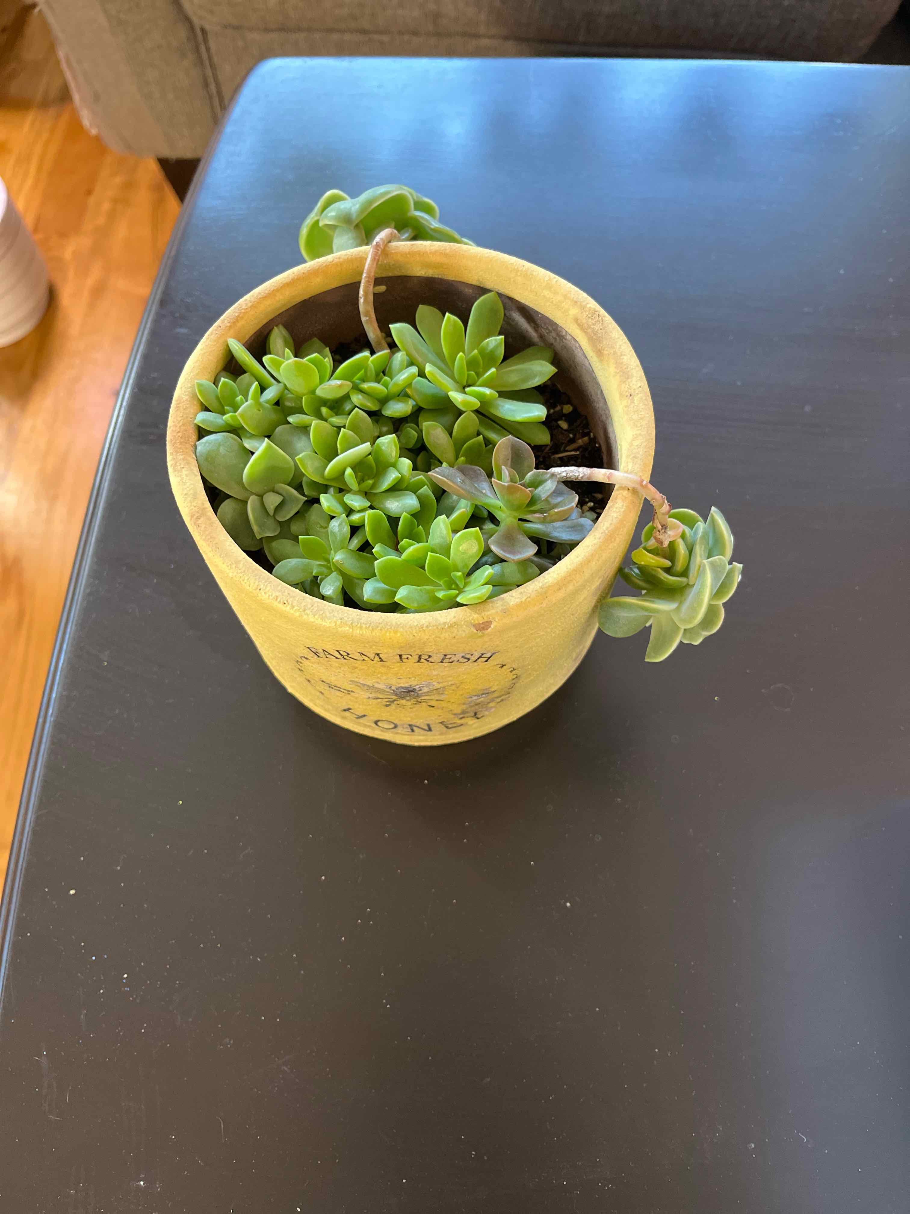 Potted Graptoveria 'Lovely Rose' plant with vibrant green leaves, well-framed and centered.