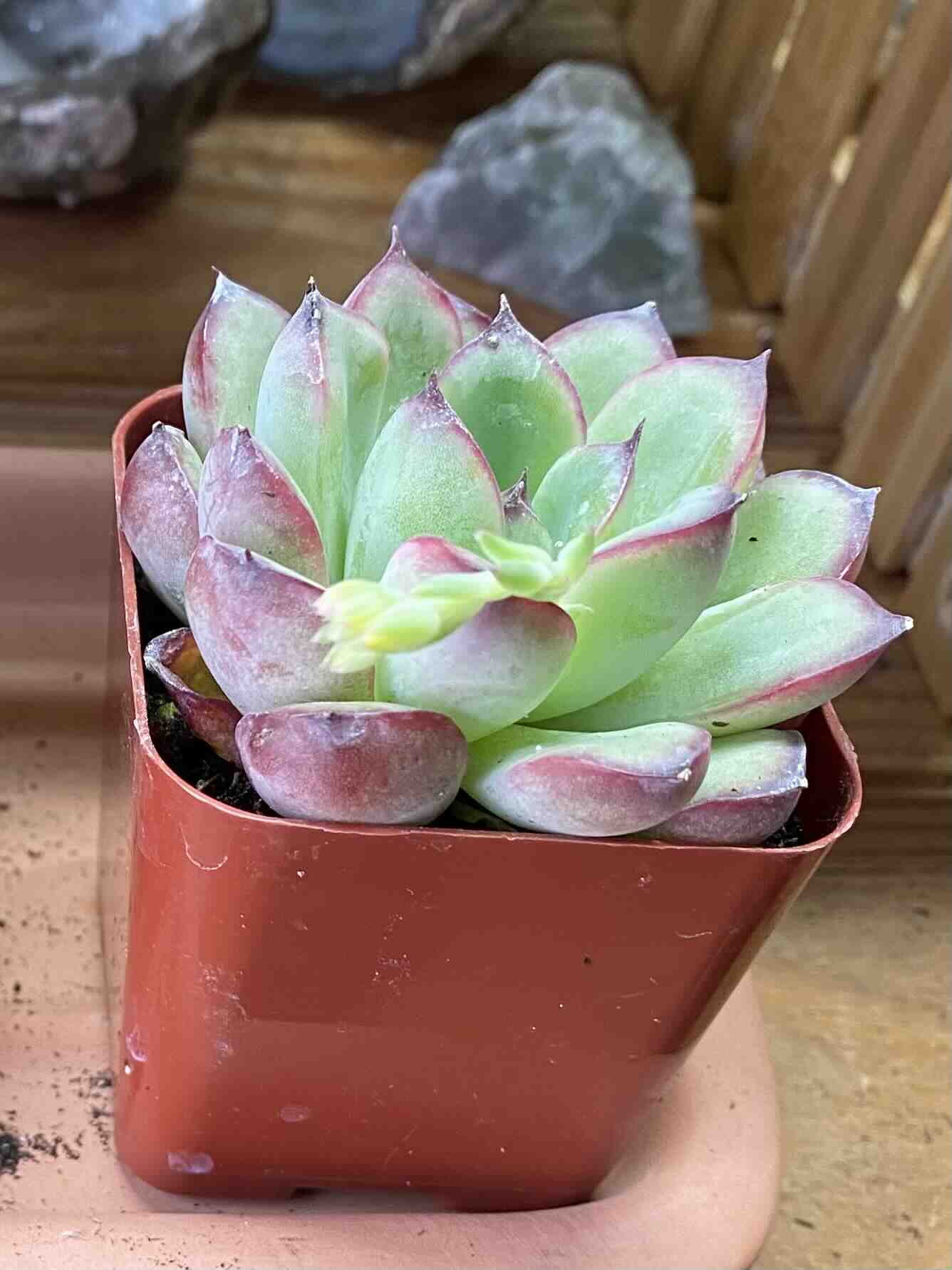 A healthy succulent plant in a small pot with reddish-tinted leaves.