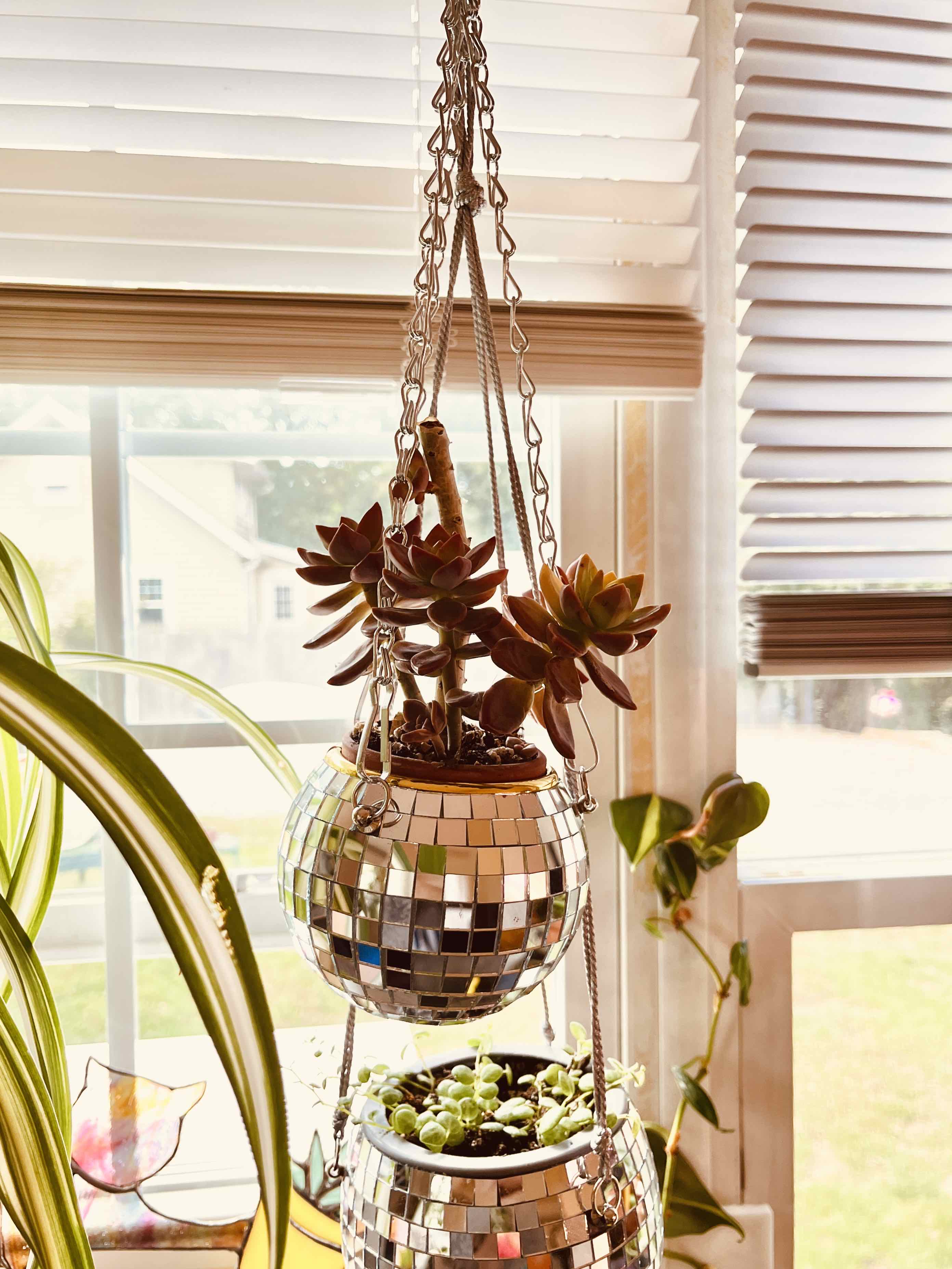 Hanging planters with Graptosedum 'California Sunset' succulents in front of a window.