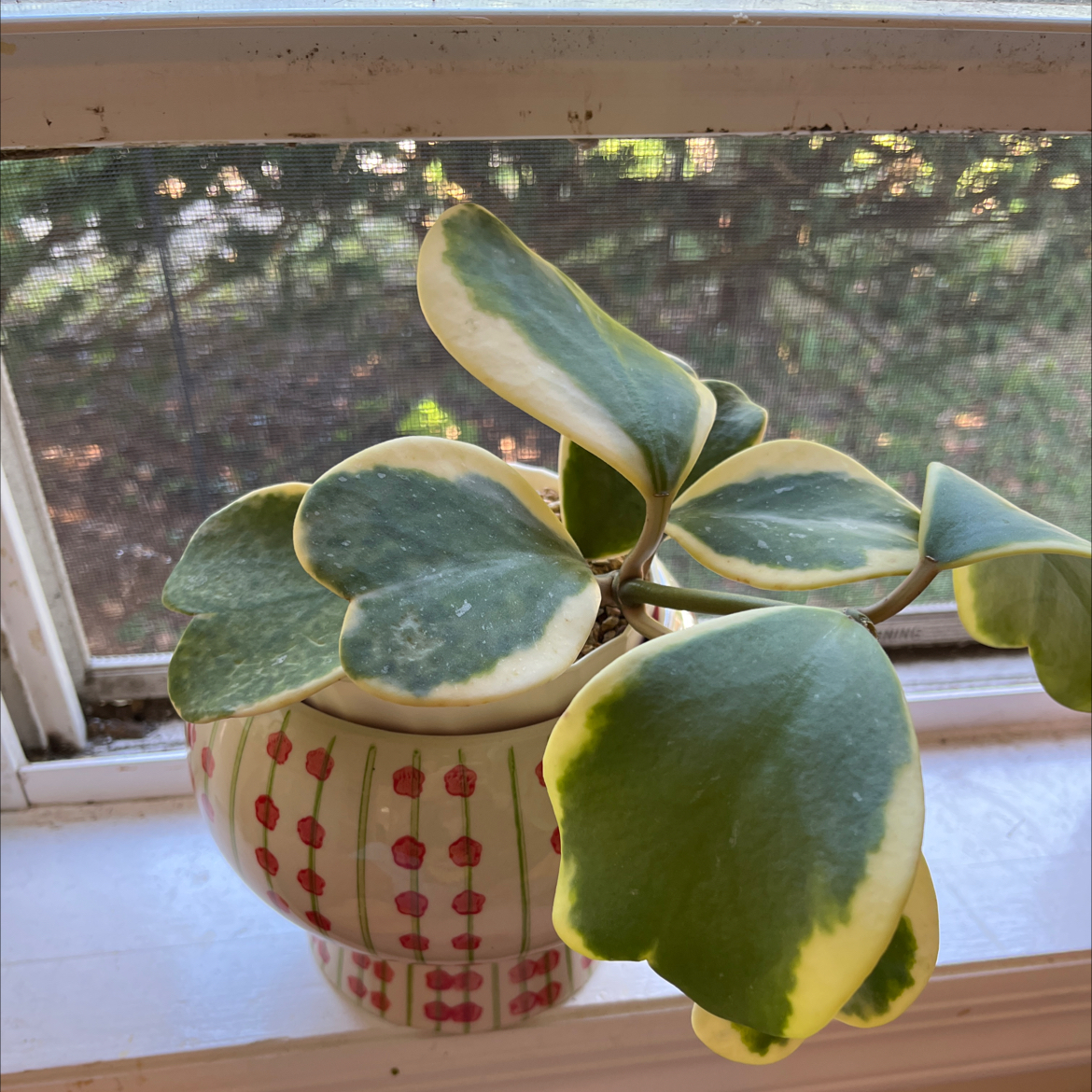 Variegated Heart Leaf Hoya plant in a decorative pot on a windowsill.