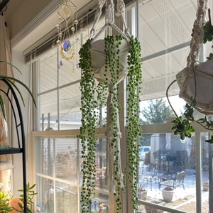 String of Pearls plant photo by @Hypsie named Give Peas A Chance ☮️ on Greg, the plant care app.
