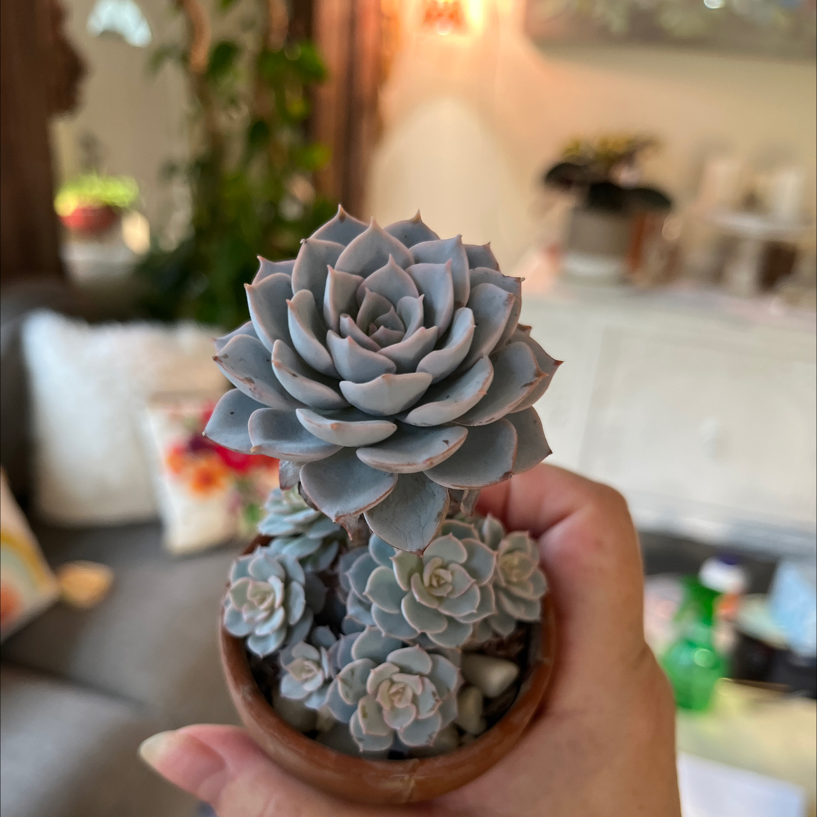 A healthy Ghost Echeveria plant held in a hand, with a blurred background.
