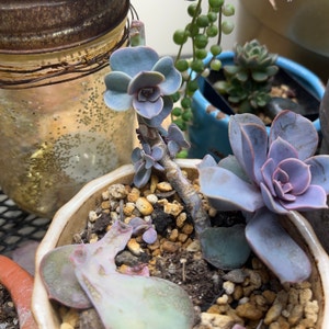 Echeveria 'Perle von Nurnberg' plant photo by Hypsie named 1.Lulu Repotted 3/7/22 on Greg, the plant care app.