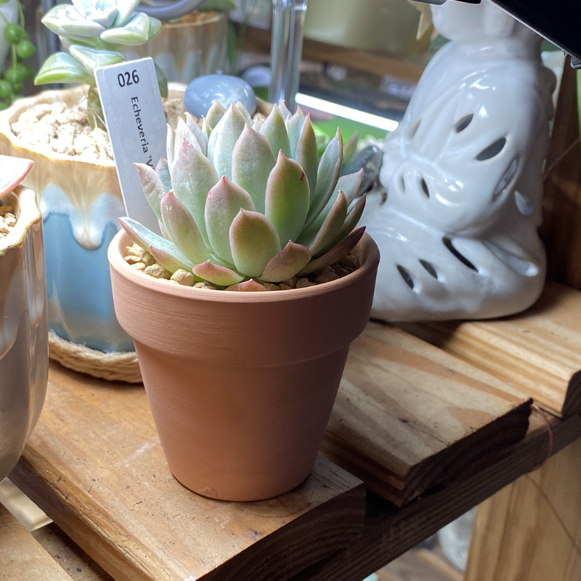 Potted Violet Queen Hens and Chicks succulent on a wooden surface, healthy and well-framed.